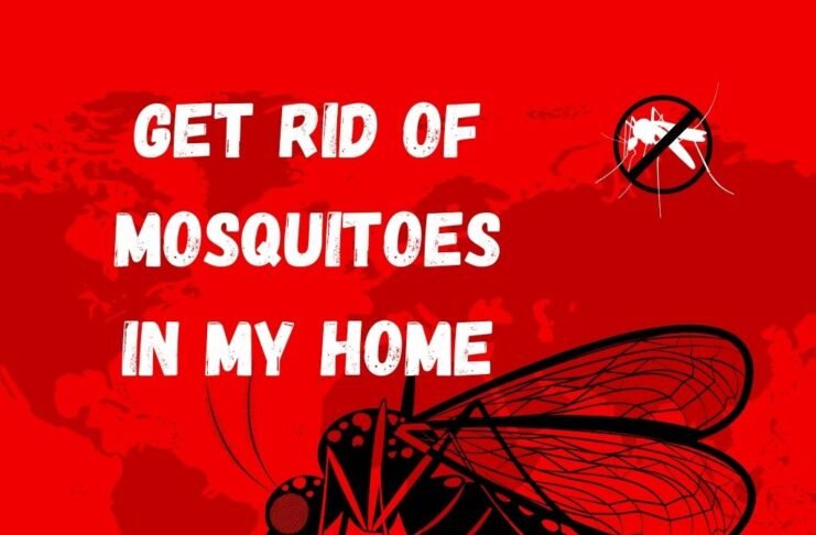 Get Rid of Mosquitoes